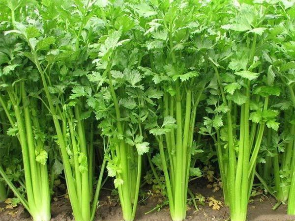 日照专业食堂承包电话