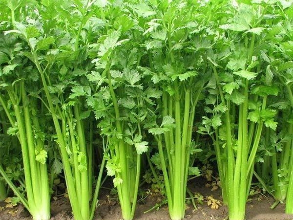 泰州芹菜